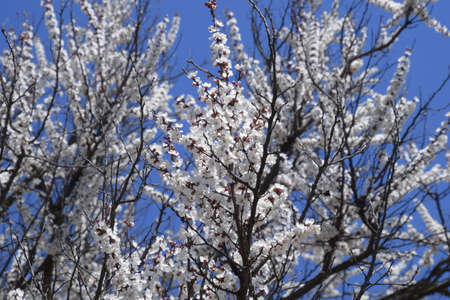 Blooming wild apricot in the garden. Spring flowering trees. Pollination of flowers of apricot.
