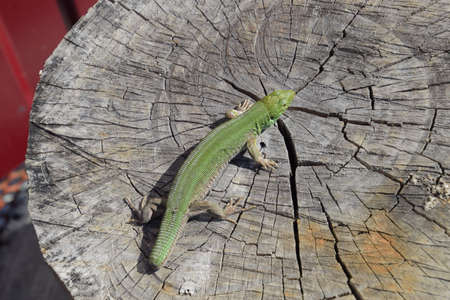 An ordinary quick green lizard. Lizard on the cut of a tree stump. Sand lizard, lacertid lizard.の写真素材
