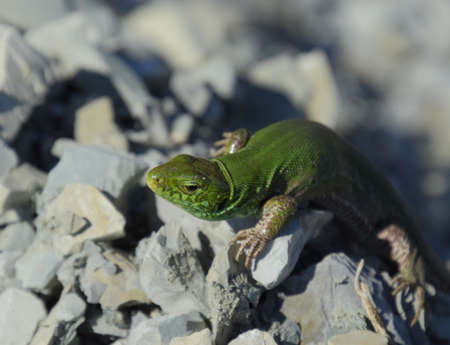 An ordinary quick green lizard. Lizard on the rubble. Sand lizard, lacertid lizardの写真素材