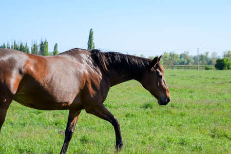 Horses graze in the pasture. Paddock horses on a horse farm. Walking horses.