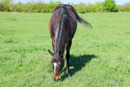 Horses graze in the pasture. Paddock horses on a horse farm. Walking horses.の写真素材