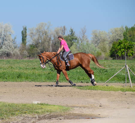 Krasnodar, Russia - April 28, 2017: Equestrian sports with teenagers. Horse Club. A girl is riding a...