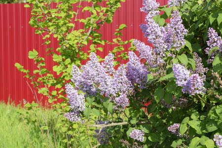 Beautiful purple lilac flowers outdoors. Lilac flowers on the branchesの写真素材