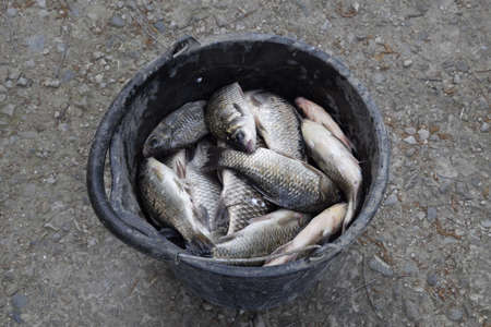 River fish in a plastic bucket. Fish catch. Carp and carp. Weed fishの写真素材