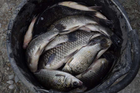 River fish in a plastic bucket. Fish catch. Carp and carp. Weed fish