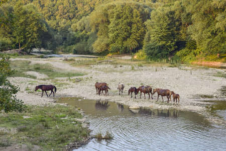 Horses walk in line with a shrinking river. The life of horses.の写真素材