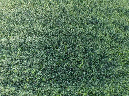 Texture of wheat field. Background of young green wheat on the field. Photo from the quadrocopter. Aerial photo of the wheat field.の写真素材