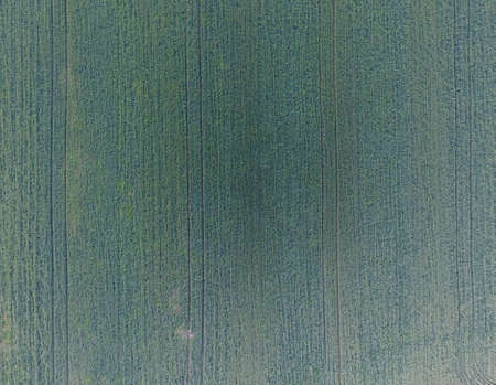 Texture of wheat field. Background of young green wheat on the field. Photo from the quadrocopter....