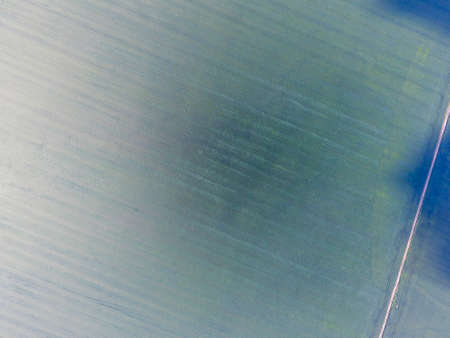 Texture of wheat field. Background of young green wheat on the field. Photo from the quadrocopter. Aerial photo of the wheat field.の写真素材