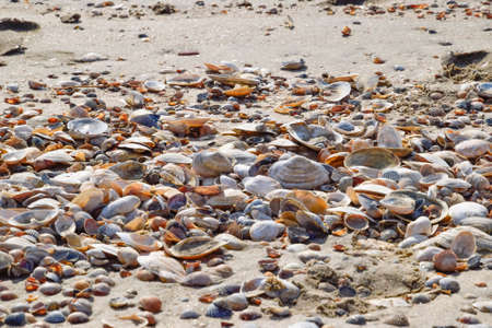 Shells on the sea beach sand. Sea coastal sand on the beach