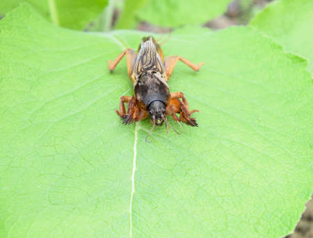 Gryllotalpa gryllotalpa On a piece of grass. Pest of garden plantationsの写真素材