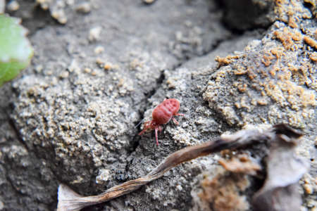 mite. A red velvet mite creeps along the soil