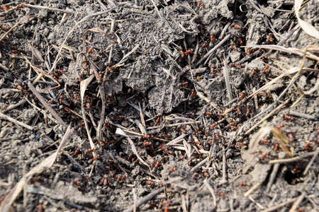 Ordinary ants on an anthill. Social insects.の写真素材