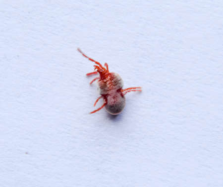 Red velvet mite on white sheet of paper. Macro shooting of velvet plaster miteの写真素材