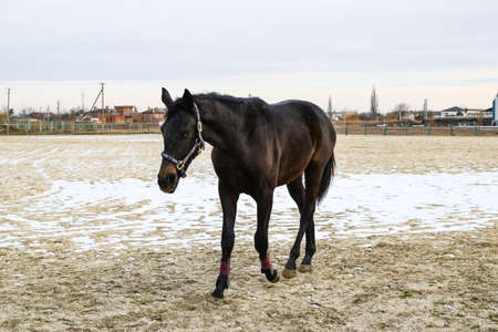 The horse walked around the stadium. Rideable horse.の写真素材