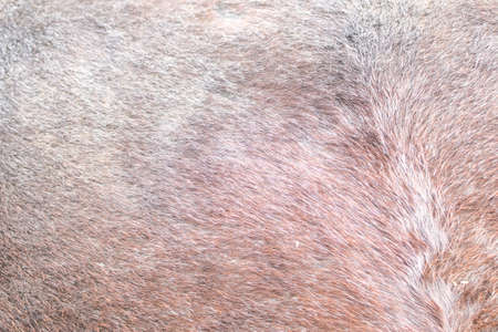 The skin of the horses up close. Brown horse. Rideable horse.の写真素材