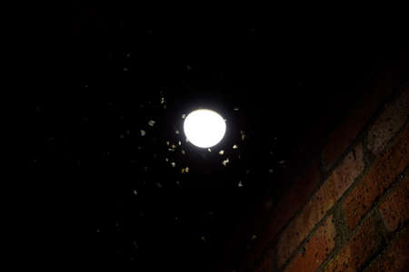 Night insects at a bulb. Attraction of insects light.