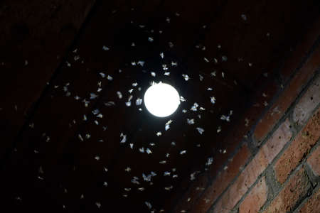 Night insects at a bulb. Attraction of insects light.の写真素材