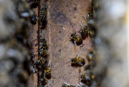 A beehive, a view from the inside. The bee-hut. Honey bee. Entrance to the hive. Honey bees on the...