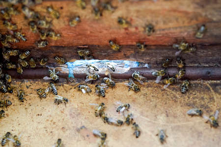 A beehive, a view from the inside. The bee-hut. Honey bee. Entrance to the hive. Honey bees on the...