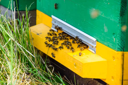 Bees fly at the entrance to the hive. Tray of the hive. Hole entrance to the hive. Honey bees on the home apiary. The technology breeding of honey bees.の写真素材