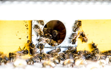 Bees fly at the entrance to the hive. Tray of the hive. Hole entrance to the hive. Honey bees on the...