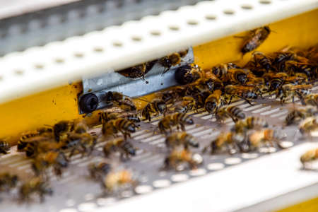 Bees fly at the entrance to the hive. Tray of the hive. Hole entrance to the hive. Honey bees on the home apiary. The technology breeding of honey bees.の写真素材