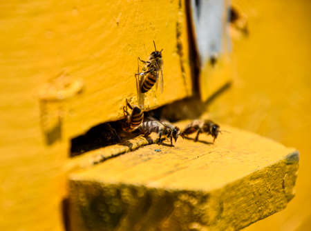 Bees fly at the entrance to the hive. Tray of the hive. Hole entrance to the hive. Honey bees on the home apiary. The technology breeding of honey bees.の写真素材