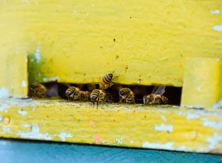 Bees fly at the entrance to the hive. Tray of the hive. Hole entrance to the hive. Honey bees on the home apiary. The technology breeding of honey bees.の写真素材