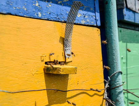 Bees fly at the entrance to the hive. Tray of the hive. Hole entrance to the hive. Honey bees on the...