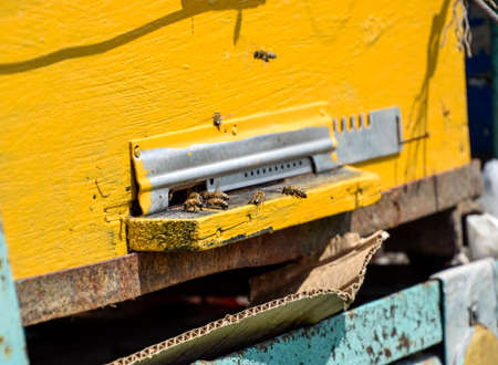 Bees fly at the entrance to the hive. Tray of the hive. Hole entrance to the hive. Honey bees on the...