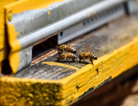 Bees fly at the entrance to the hive. Tray of the hive. Hole entrance to the hive. Honey bees on the...