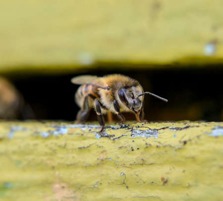 Closeup of honey bee at the entrance to the hive. Honey bees on the home apiary. The technology breeding of honey bees.の写真素材
