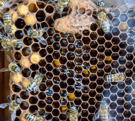 Honey bees on the home apiary. The technology breeding of honey bees.