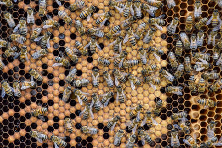 Honey bees on the home apiary. The technology breeding of honey bees.の写真素材