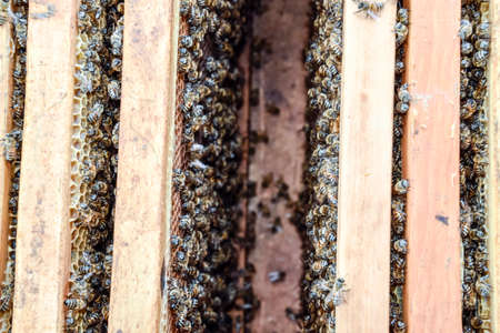 Open bee hive. Plank with honeycomb in the hive. The bees crawl along the hive. Honey bee