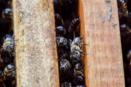 Open bee hive. Plank with honeycomb in the hive. The bees crawl along the hive. Honey beeの写真素材