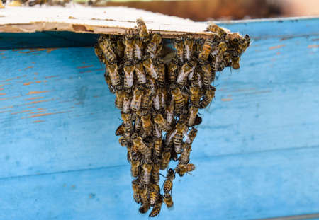 The beginning of the swarming of the bees. A small swarm of mesmerized bees on cardboard paper....