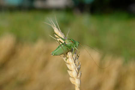 Isophia. Grasshopper is an isophy on a wheat spikelet. Isophyaの写真素材