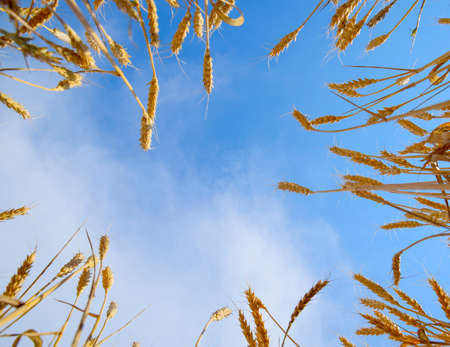 Spikelets of wheat against the blue sky. Mature wheatの写真素材