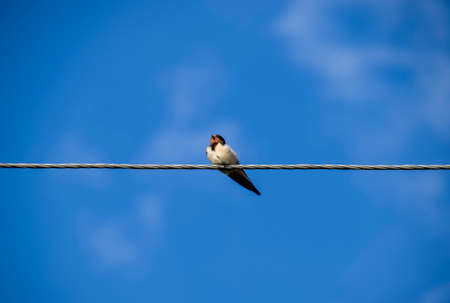 Swallows on the wires. Swallows against the blue sky. The swallow is ordinaryの写真素材
