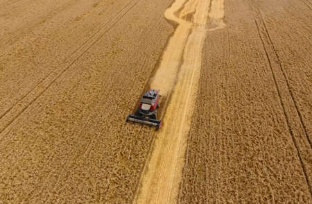 Harvesting wheat harvester. Agricultural machines harvest grain on the field. Agricultural machinery in operation.の写真素材