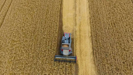Harvesting wheat harvester. Agricultural machines harvest grain on the field. Agricultural machinery in operation.の写真素材