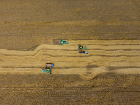 Harvesting wheat harvester. Agricultural machines harvest grain on the field. Agricultural machinery...