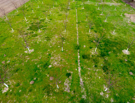 Planned cherry orchard. Young trees of sweet cherry. Lawn in the garden of the sweet cherryの写真素材