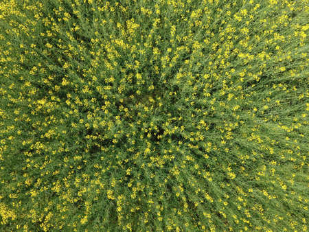 Field of flowering rape. Top view from the drone. Rape, a syderatic plant with yellow flowers. Field with siderates.の写真素材