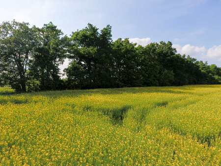 Field of flowering rape. Rape, a syderatic plant with yellow flowers. Field with siderates