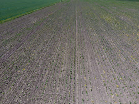 Seedlings of corn. Field of young corn. Shoots of corn on the field. Fodder corn for silageの写真素材