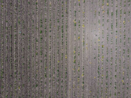 Seedlings of corn. Field of young corn. Shoots of corn on the field. Fodder corn for silage
