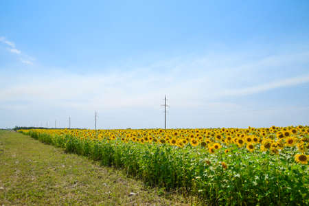 Flowering sunflowers in the field. Sunflower field on a sunny day. field of blooming sunflowers on a background sunsetの写真素材